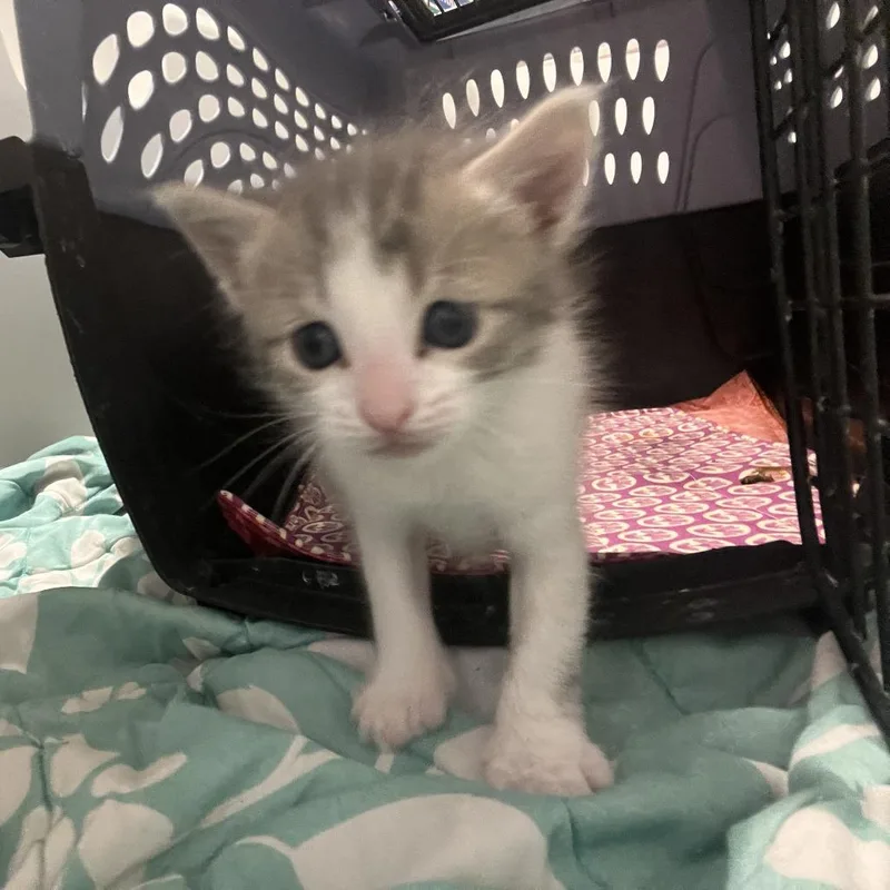 Meowssi thumbnail 2