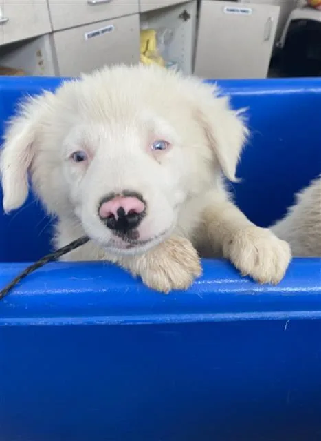 A baby large-sized male Mixed Breed dog named Tod for adoption in Dallas, TX