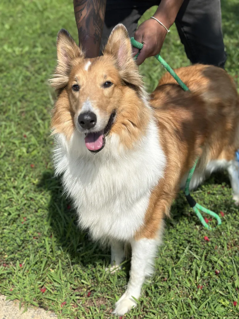 An adult large-sized female Rough Collie dog named Sandy for adoption in Meherrin, VA