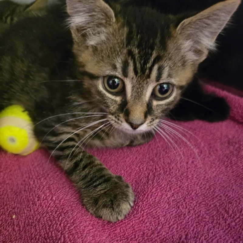A baby small-sized male Brown / Chocolate Domestic Short Hair cat named Maroon for adoption in Waldorf, MD