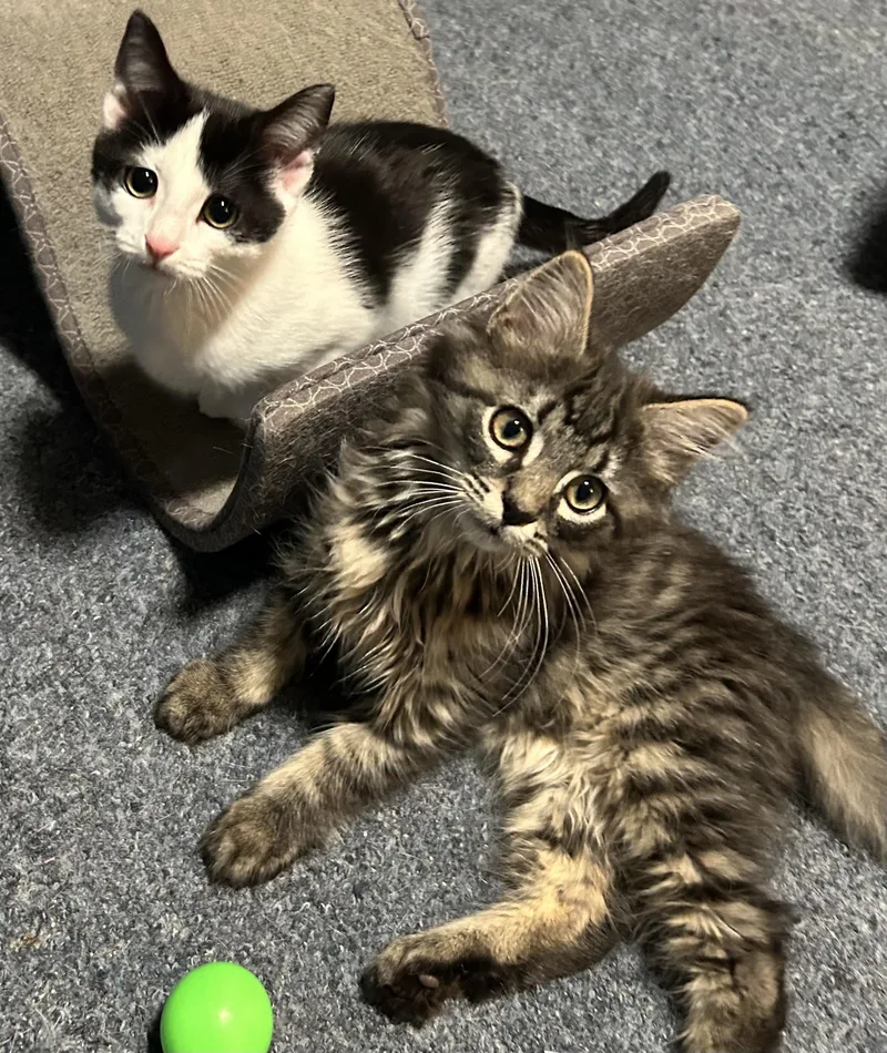 A baby medium-sized male Tabby (Brown / Chocolate) Domestic Long Hair cat named Becks for adoption in Springfield, PA