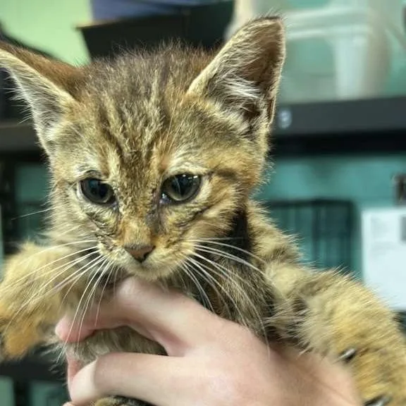 A baby small-sized female Brown / Chocolate Domestic Short Hair cat named Acorn for adoption in Gadsden, AL