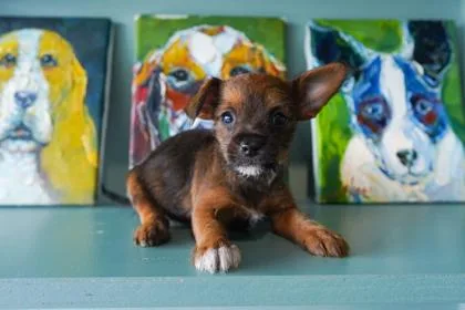 A baby small-sized female Yorkshire Terrier dog named Porsche for adoption in San Antonio, TX