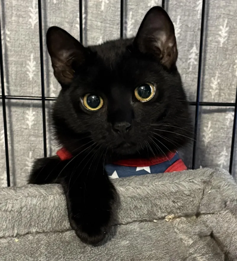 A young medium-sized female Black Domestic Short Hair cat named PoppyPetra for adoption in New York, NY
