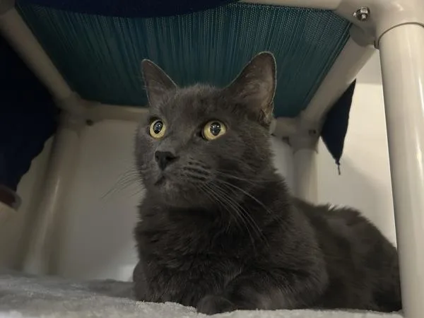 A senior medium-sized male Domestic Long Hair cat named Henry for adoption in Oceanside, CA