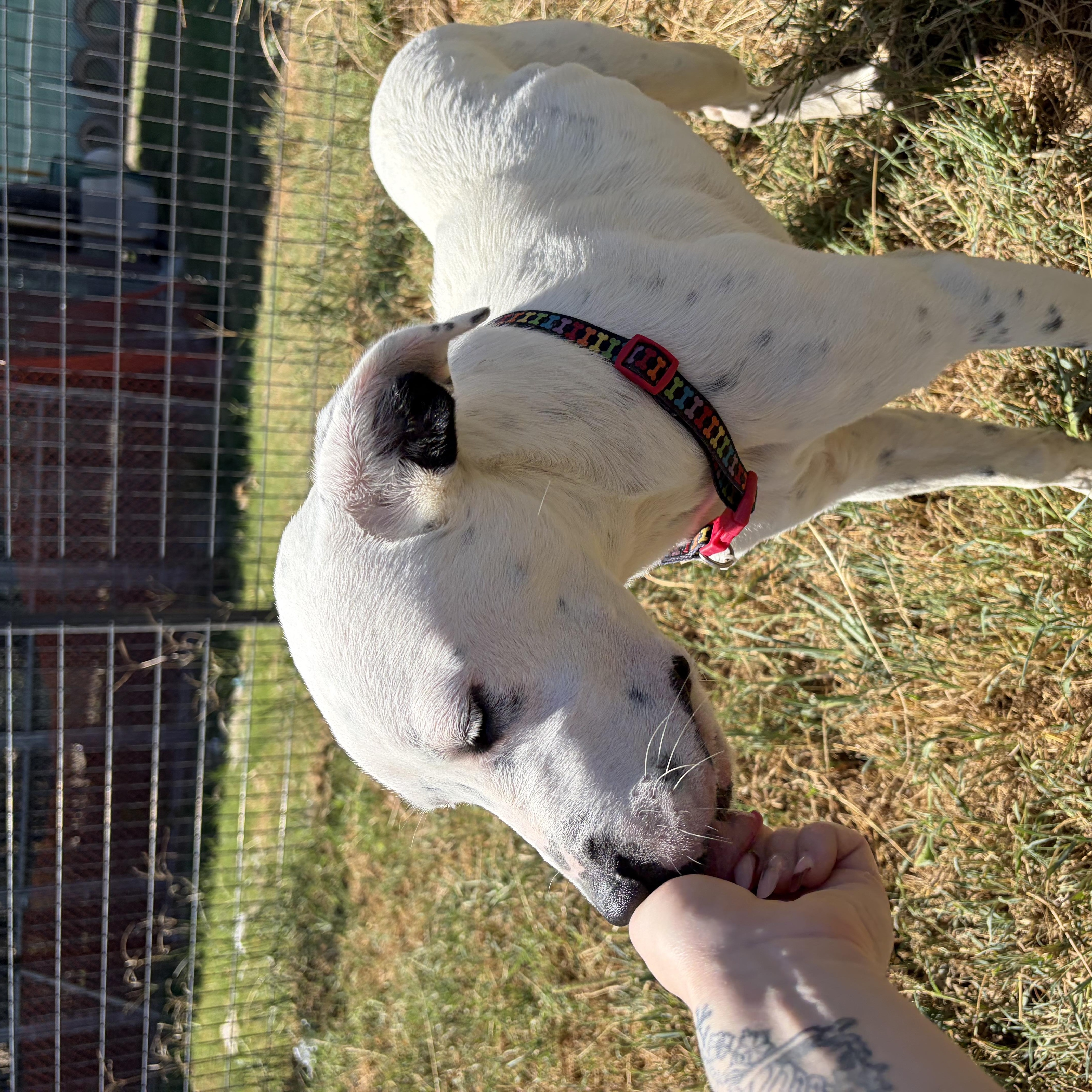 A young medium-sized female Pit Bull Terrier dog named Perdita for adoption in McPherson, KS