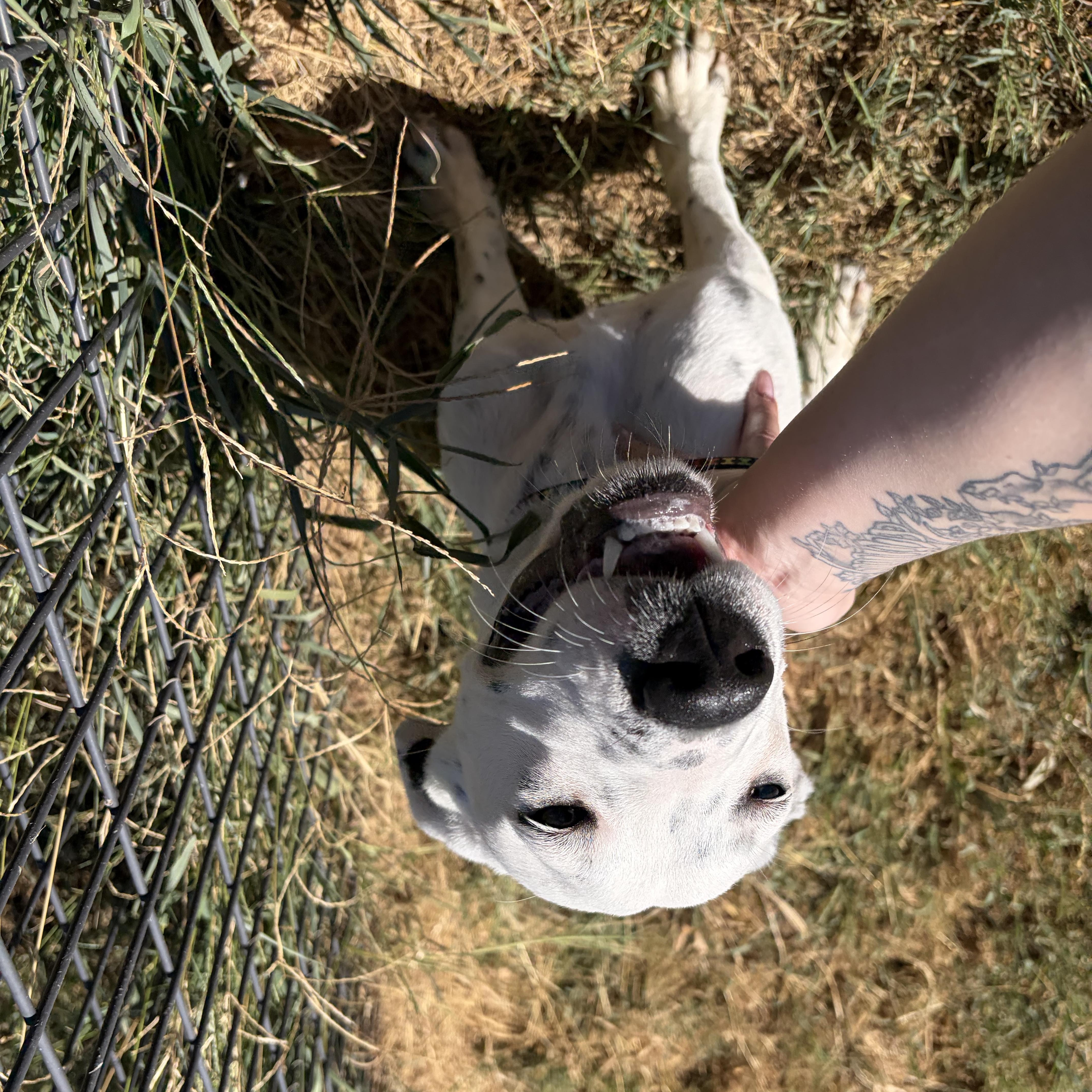 Perdita thumbnail 2