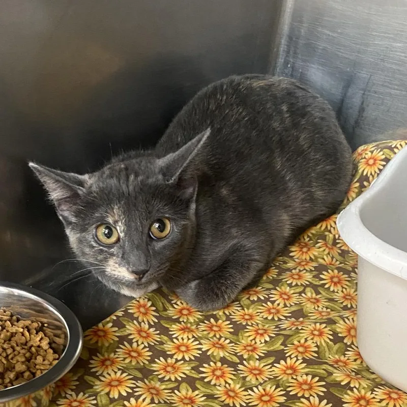 A young medium-sized female Gray / Blue / Silver Domestic Short Hair cat named Marsha for adoption in Columbus, GA