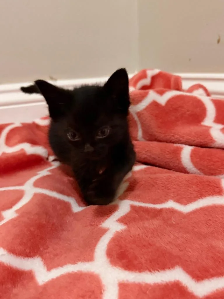 A baby small-sized female Domestic Short Hair cat named Crete for adoption in Newnan, GA