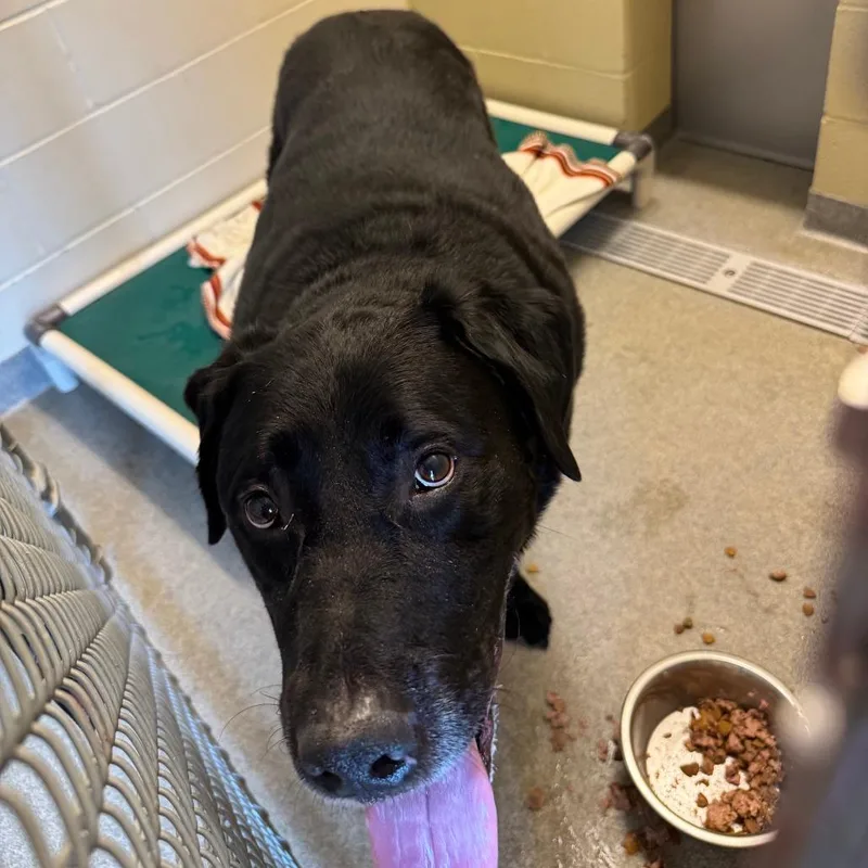 An adult large-sized male Black Labrador Retriever dog named Boulder for adoption in Concord, NH