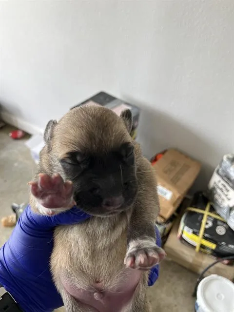 A baby medium-sized male Mixed Breed dog named Bennie for adoption in Dallas, TX