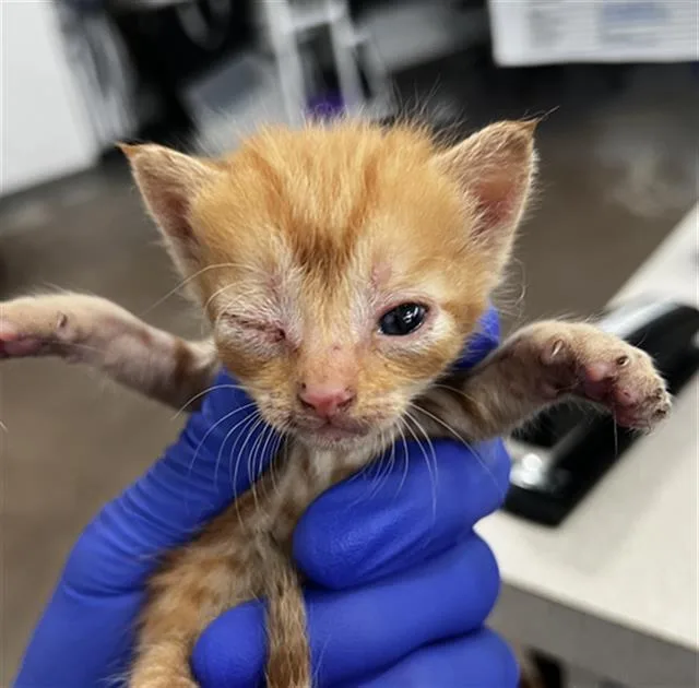 A baby medium-sized female Domestic Medium Hair cat named Chloe for adoption in Dallas, TX