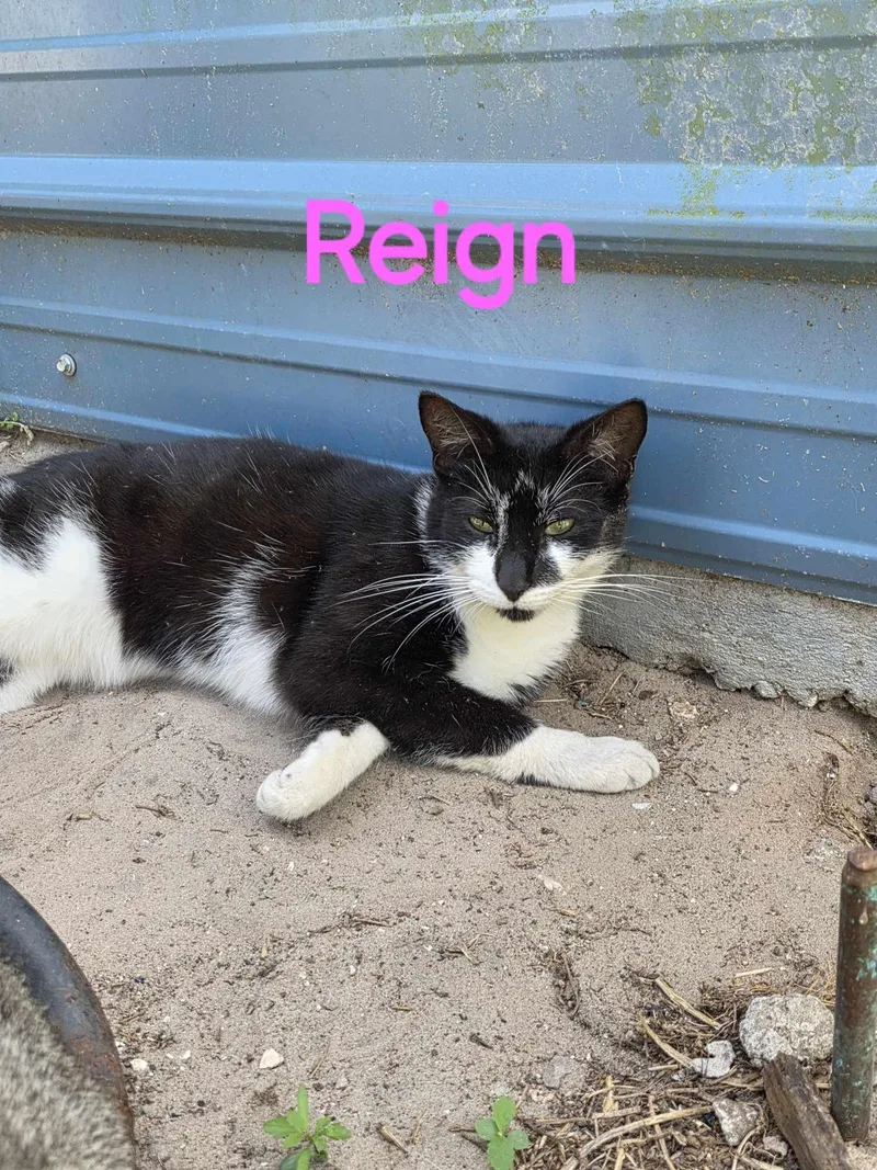 An adult medium-sized female Domestic Short Hair cat named Reign for adoption in Spring Hill, FL