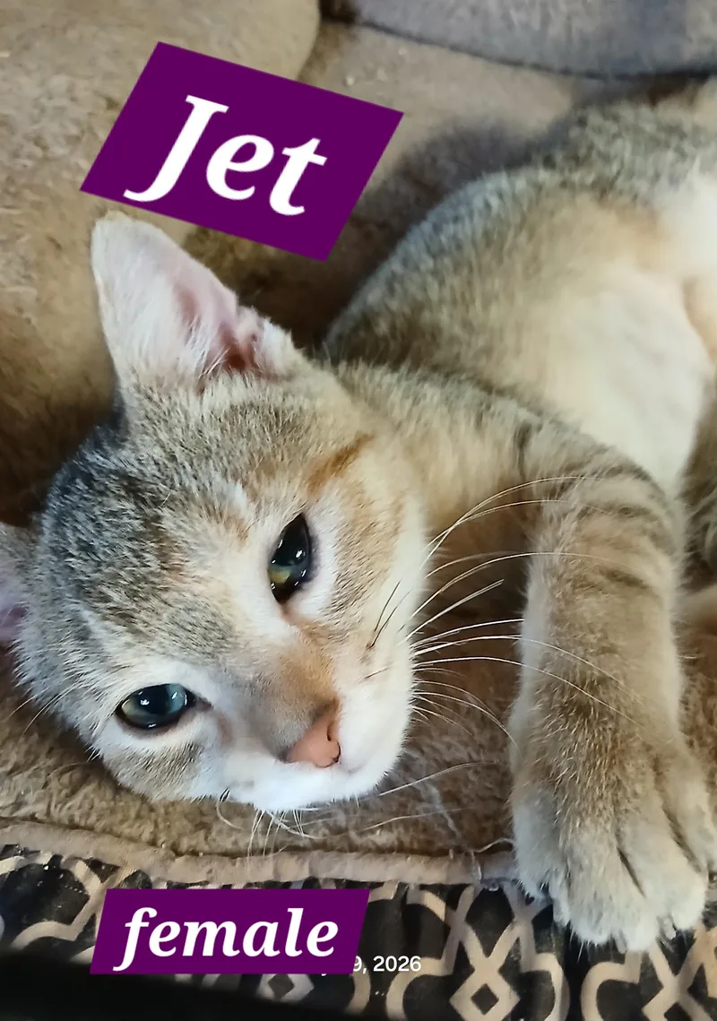 A young small-sized female Tabby (Tiger Striped) Tabby cat named Jet for adoption in Hobart  , IN