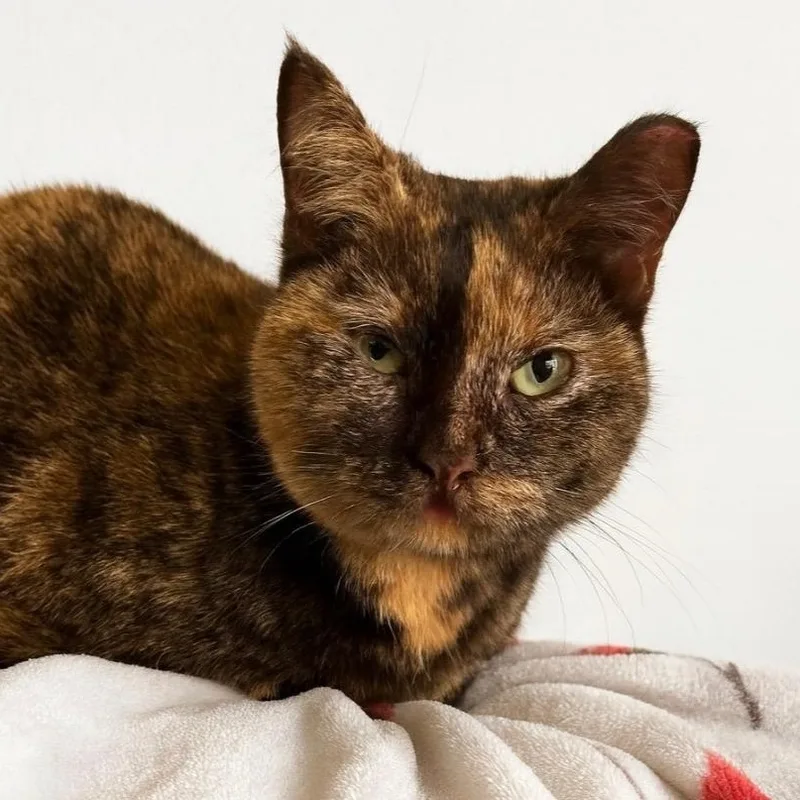 Tess And Zoey thumbnail 2