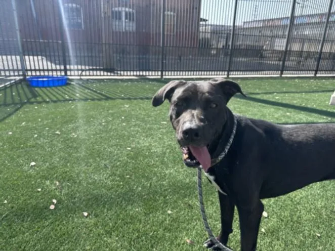 An adult large-sized female Labrador Retriever dog named Apple Blossom for adoption in Los Angeles, CA