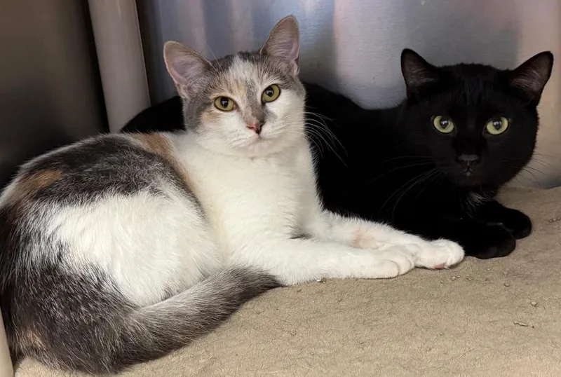 A young medium-sized male Black Domestic Short Hair cat named Theo for adoption in Amery, WI