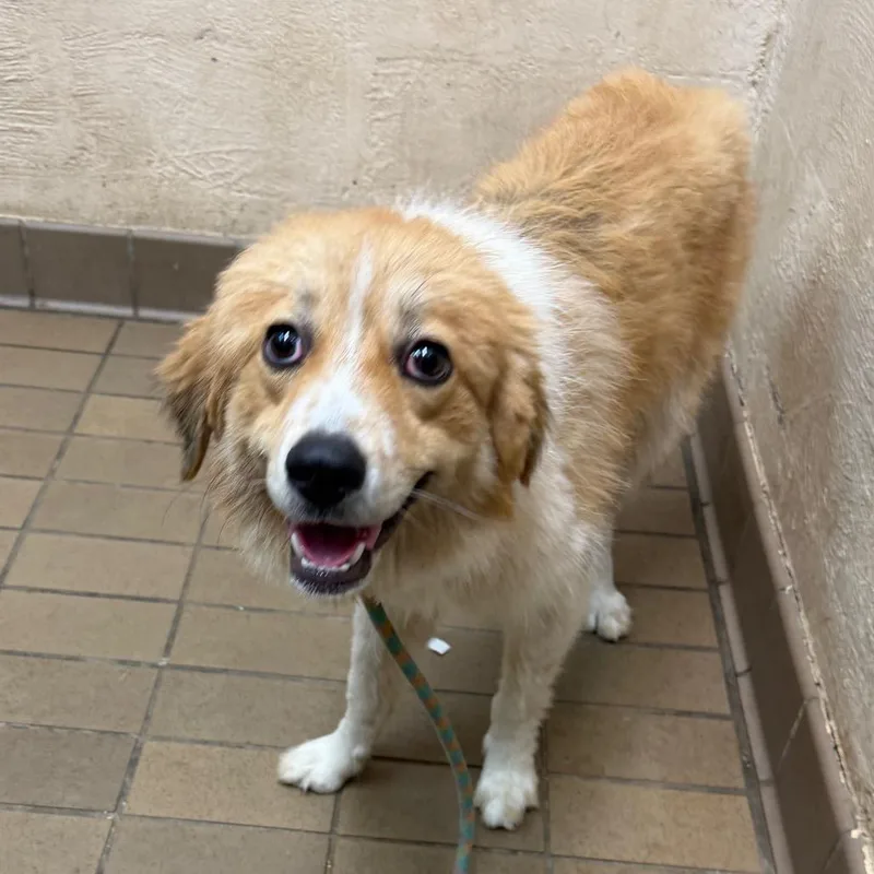 A young medium-sized male Yellow / Tan / Blond / Fawn Collie dog named Roland for adoption in Birmingham, AL