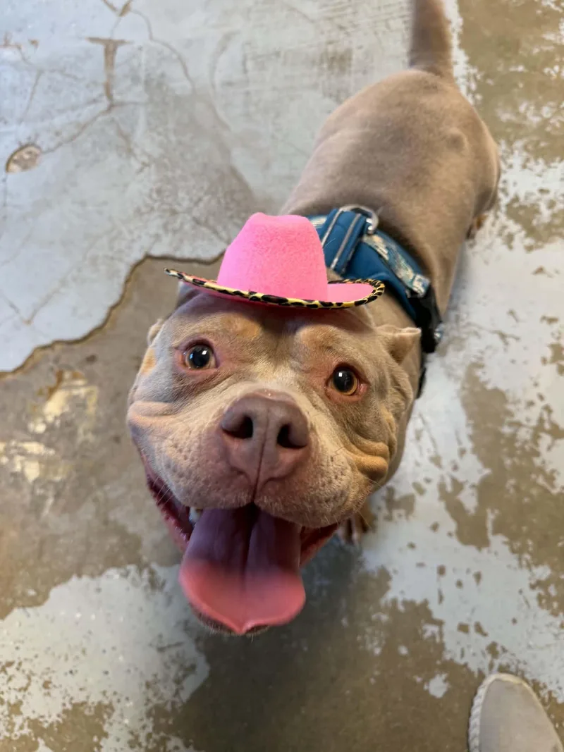 An adult medium-sized female American Bully dog named Abbasi for adoption in Martinsville, IN