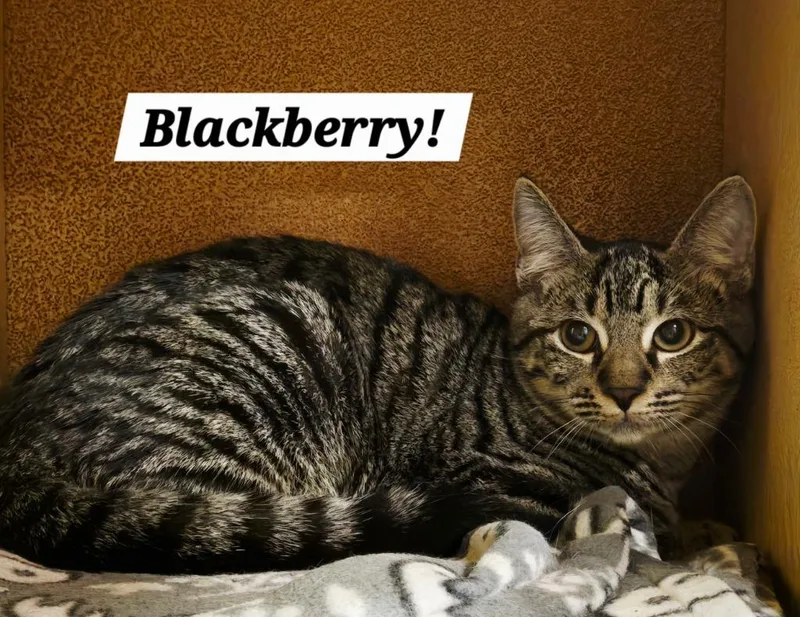 A baby small-sized female Domestic Short Hair cat named Blackberry for adoption in San Antonio, TX
