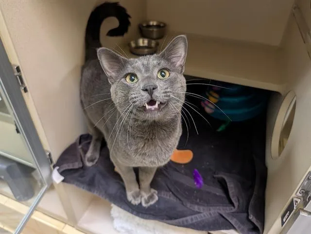 A young small-sized male Domestic Short Hair cat named Prince Percival Pounce for adoption in Denver, CO
