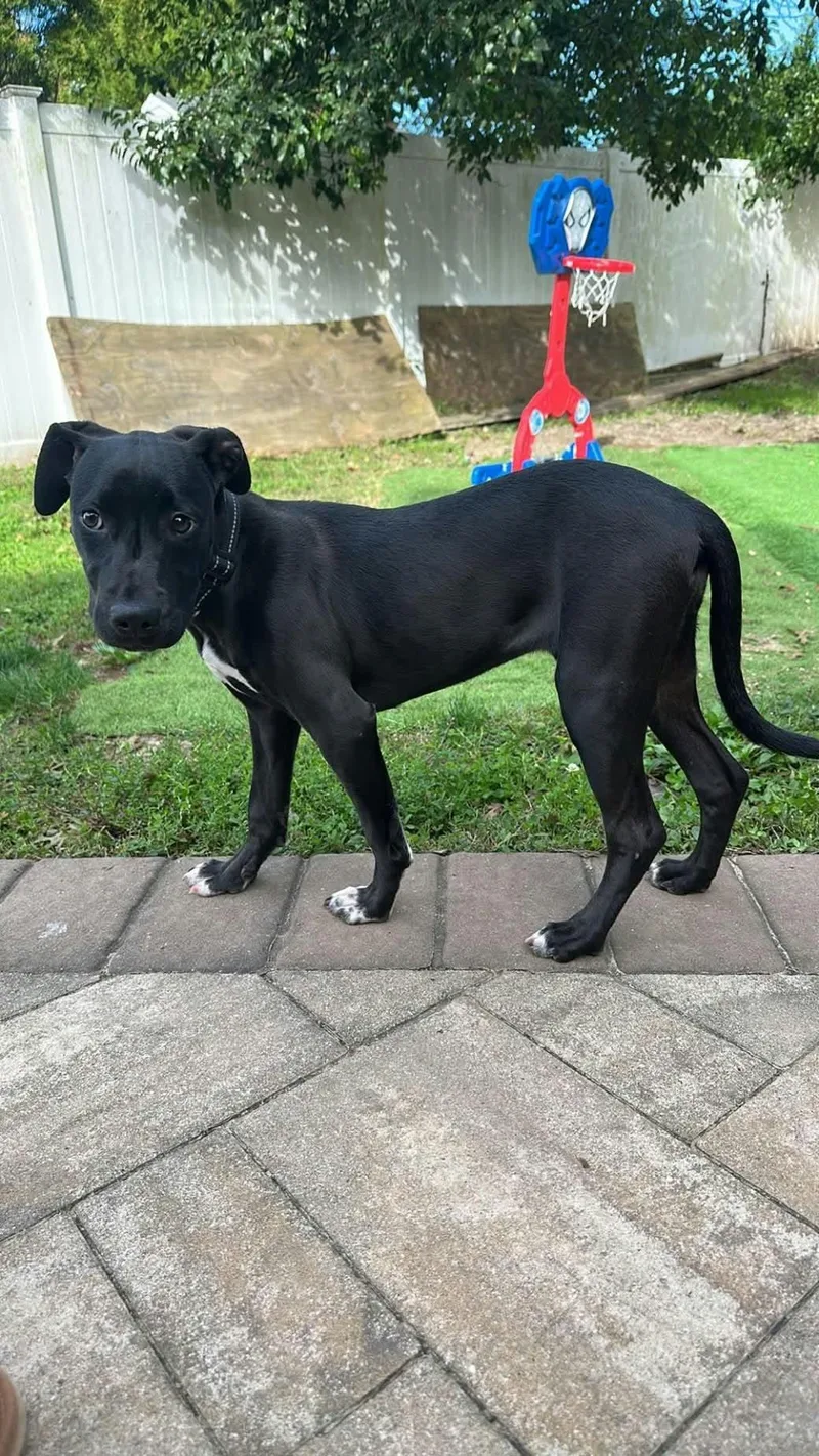 A baby medium-sized female Labrador Retriever dog named Cora for adoption in Holbrook, NY