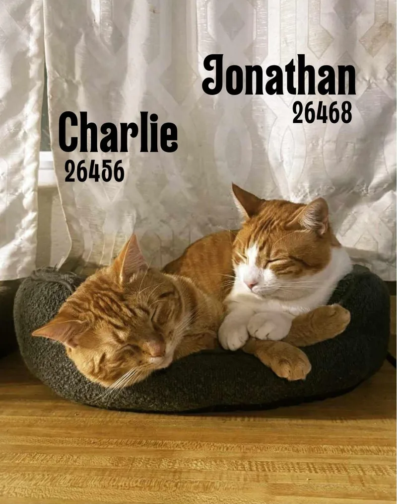 A young medium-sized male Orange / Red Domestic Short Hair cat named Charlie And Jonathan for adoption in Oak Ridge, TN