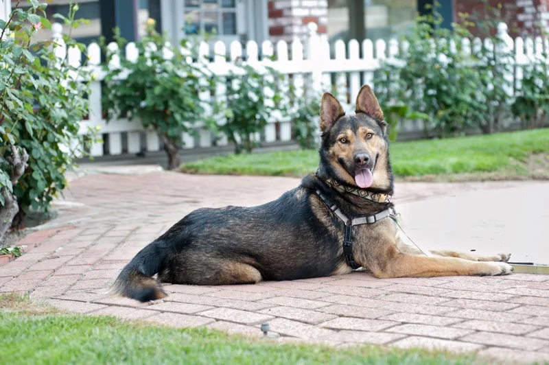 An adult large-sized male German Shepherd Dog dog named Baloo for adoption in San Jose, CA