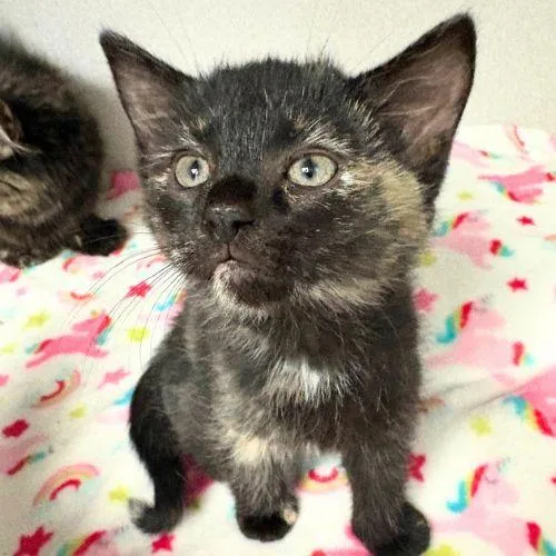 A baby small-sized female Domestic Short Hair cat named Kitkat for adoption in Aurora, CO