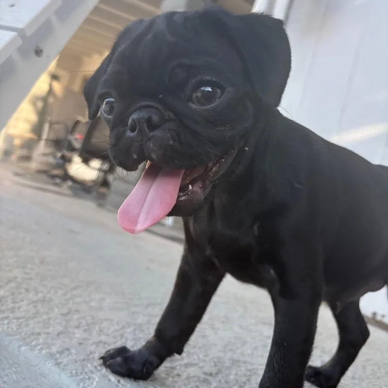A baby small-sized male Black Pug dog named Paco for adoption in Phoenix, AZ