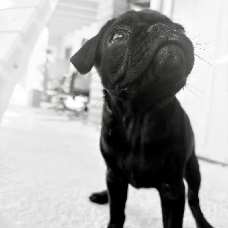 Paco thumbnail 2