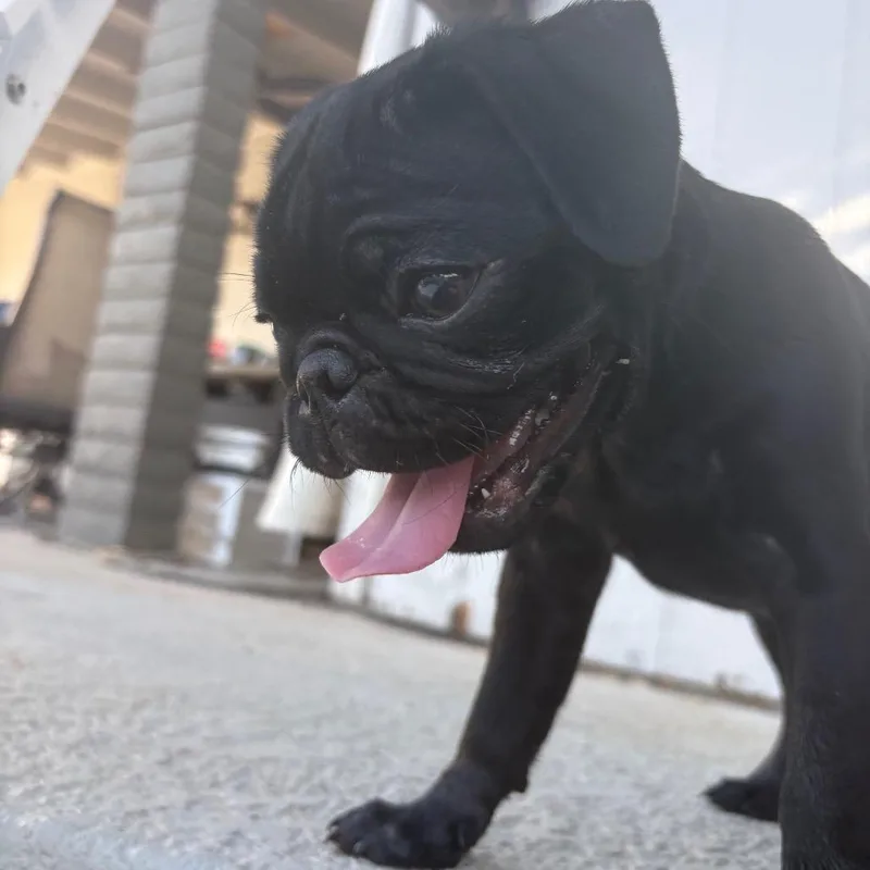 Paco thumbnail 3