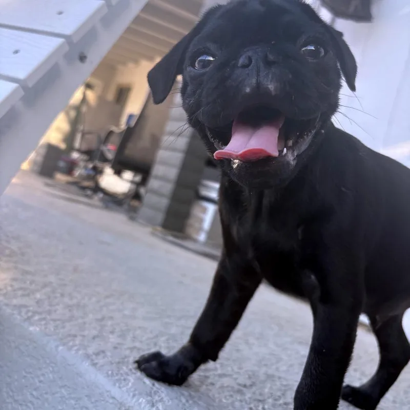 Paco thumbnail 4