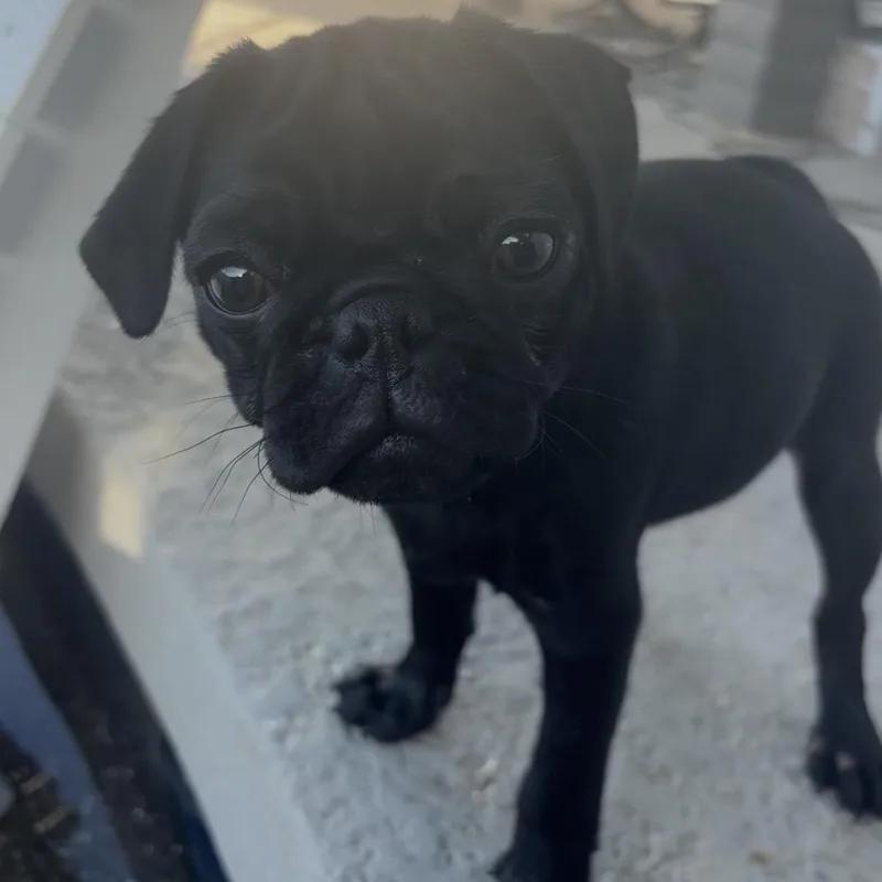 Paco thumbnail 5