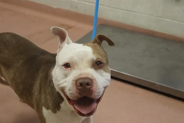 An adult large-sized male Mixed Breed dog named Axel for adoption in Columbia, SC