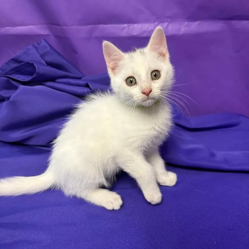 A baby small-sized male White Domestic Short Hair cat named Wilson for adoption in North Myrtle Beach, SC