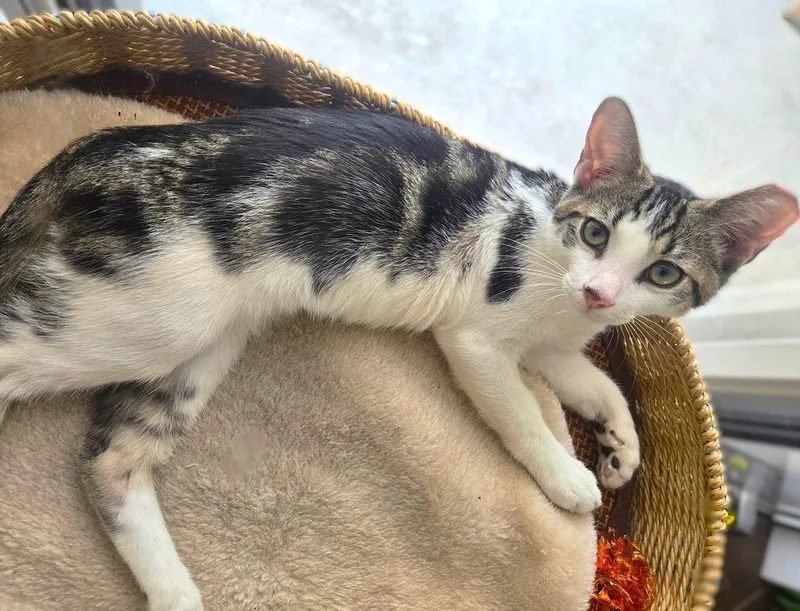 A baby medium-sized male Tabby cat named Arlo for adoption in Fort Myers, FL
