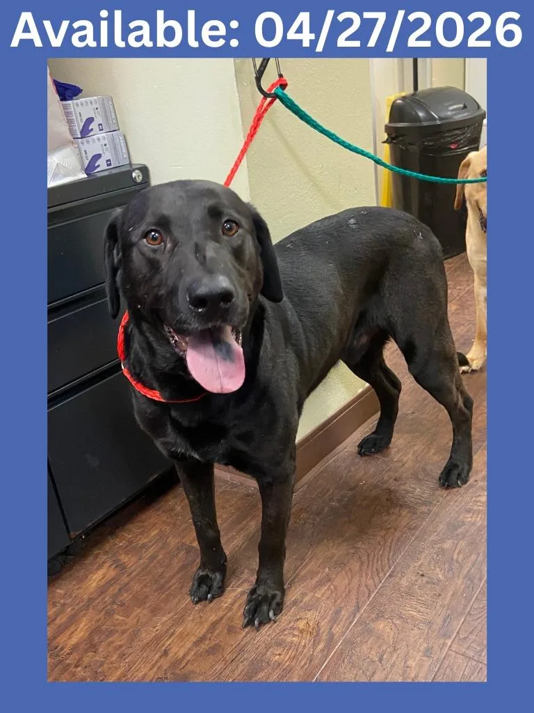 An adult medium-sized male Labrador Retriever dog named Dog Kennel  Blacky for adoption in Greenville, TX