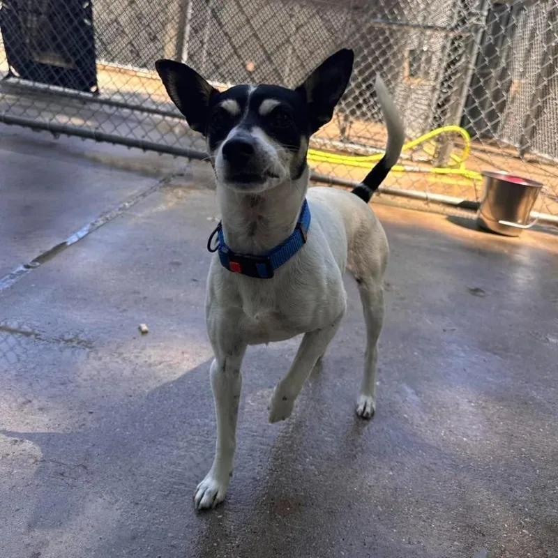 An adult small-sized male Toy Fox Terrier dog named Sparky for adoption in Muskegon, MI