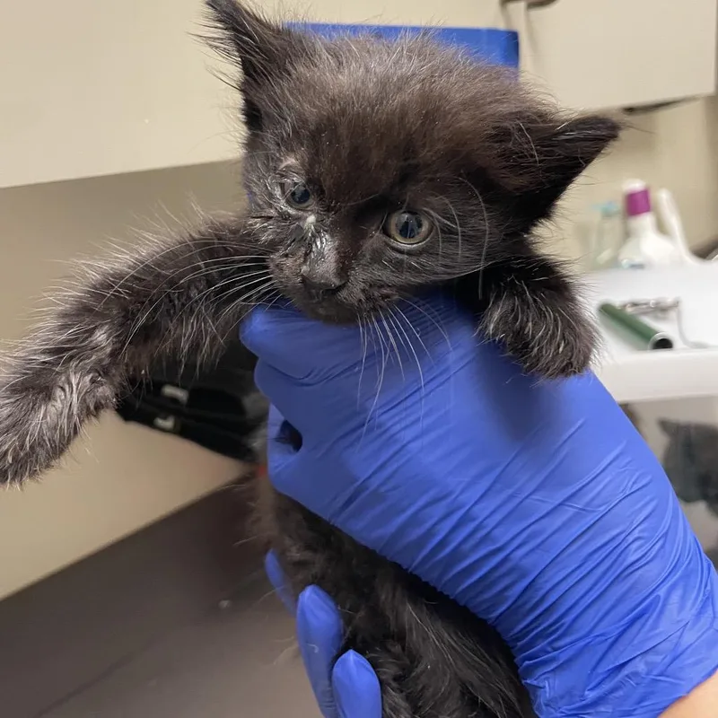 A baby small-sized male Black Domestic Short Hair cat named Chip for adoption in Columbus, GA
