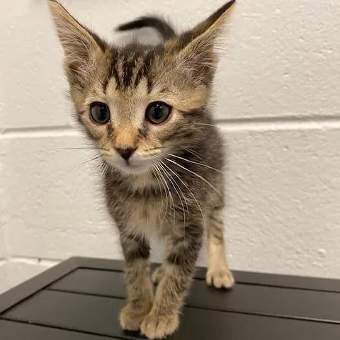 A baby small-sized male Brown / Chocolate Domestic Short Hair cat named Tarintino for adoption in Dayton, OH