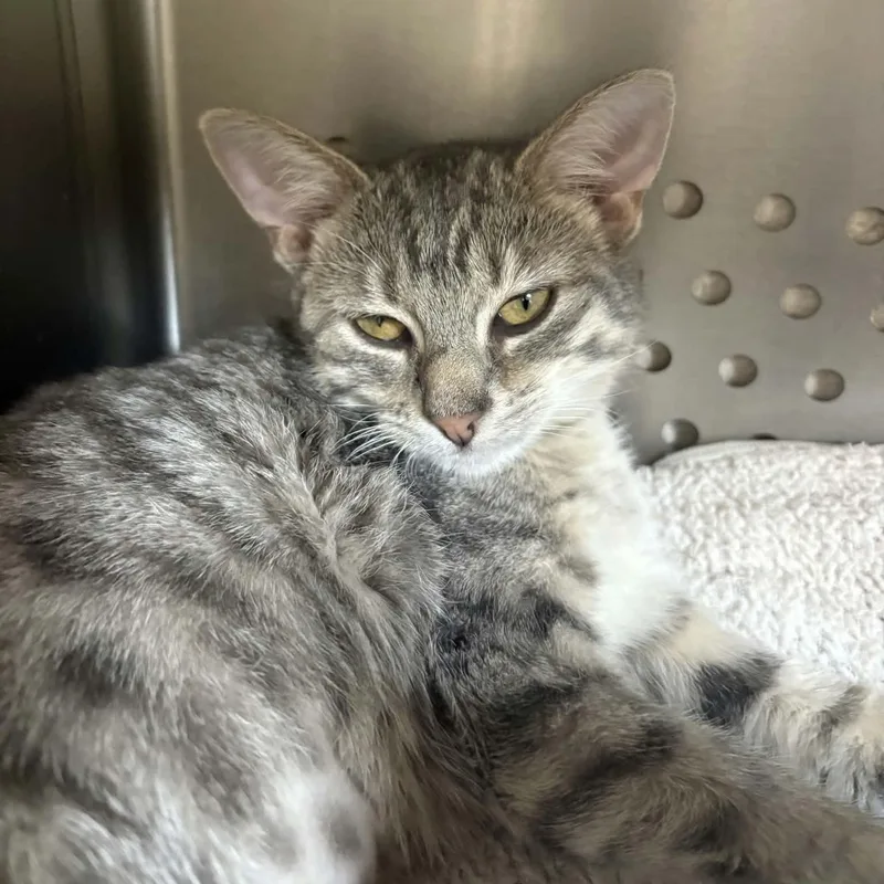 A baby medium-sized female Tabby (Gray / Blue / Silver) Domestic Short Hair cat named Benson for adoption in Orange, VA