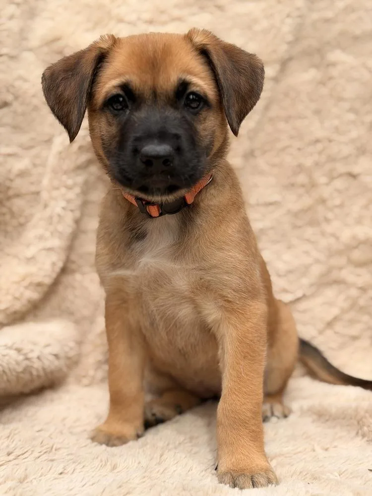 A baby large-sized female German Shepherd Dog dog named Wowie for adoption in Pleasant Hill, CA