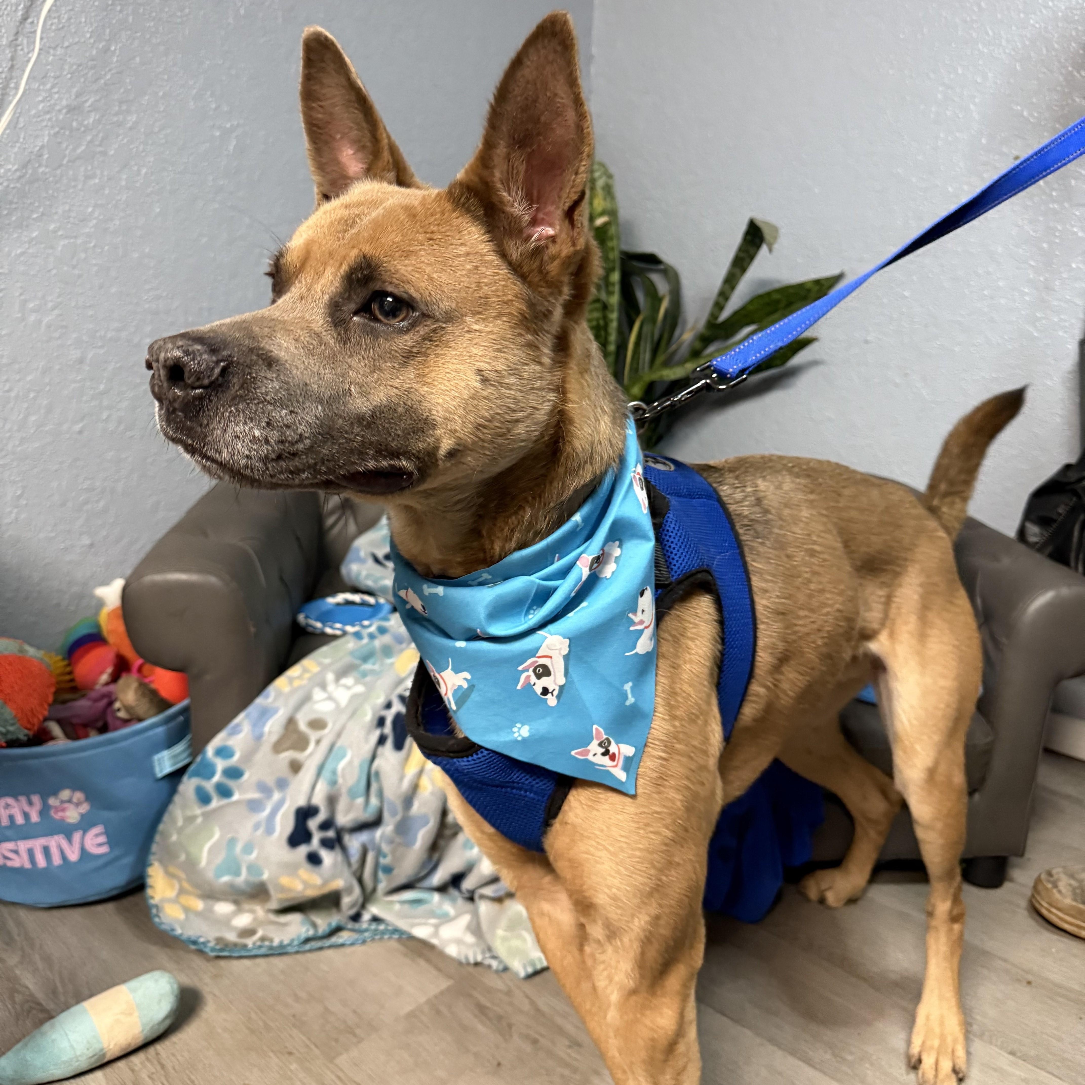 An adult medium-sized male Australian Kelpie dog named Robin for adoption in Oklahoma City, OK