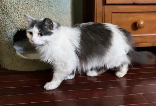 A young medium-sized female Gray & White Maine Coon cat named Charlotte for adoption in Churchville, PA