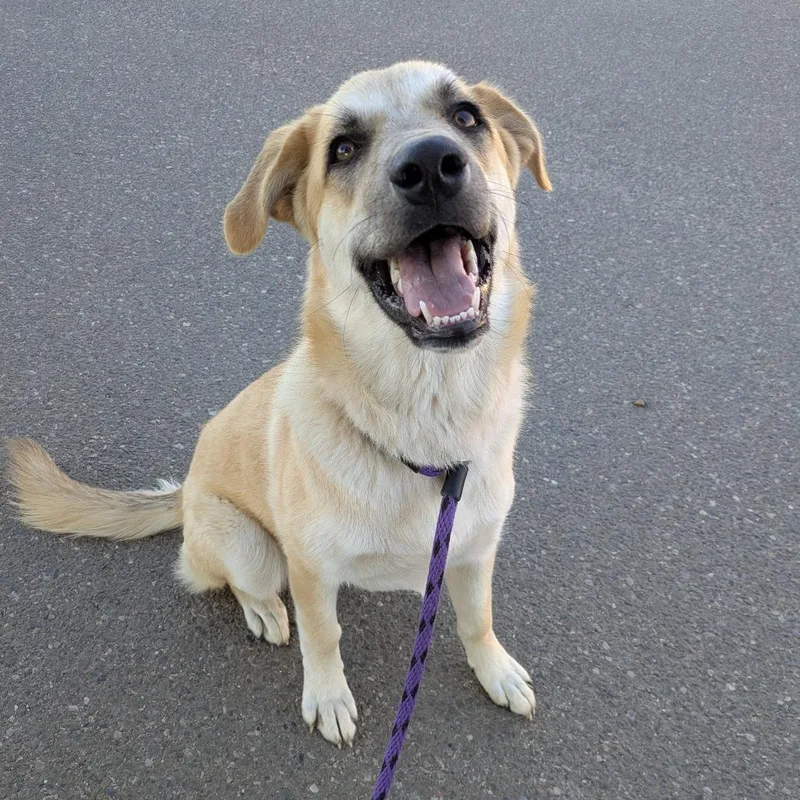 A young medium-sized female Yellow / Tan / Blond / Fawn Anatolian Shepherd dog named Jeanette for adoption in Santa Barbara, CA