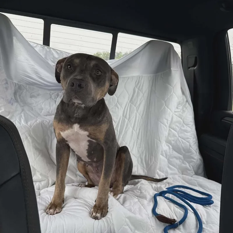 An adult medium-sized female Gray / Blue / Silver Pit Bull Terrier dog named Wilma for adoption in Dover, AR