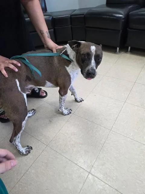 An adult medium-sized male German Shorthaired Pointer dog named Saint for adoption in Killeen, TX