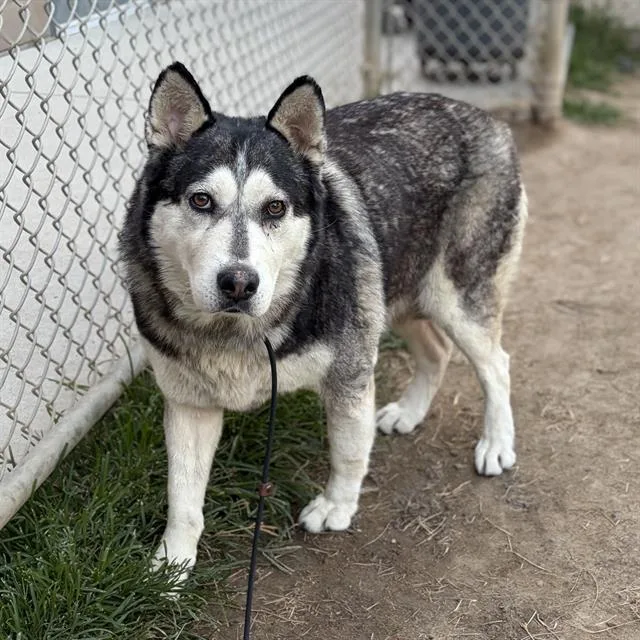 An adult extra large-sized female Siberian Husky dog named Triste for adoption in Modesto, CA
