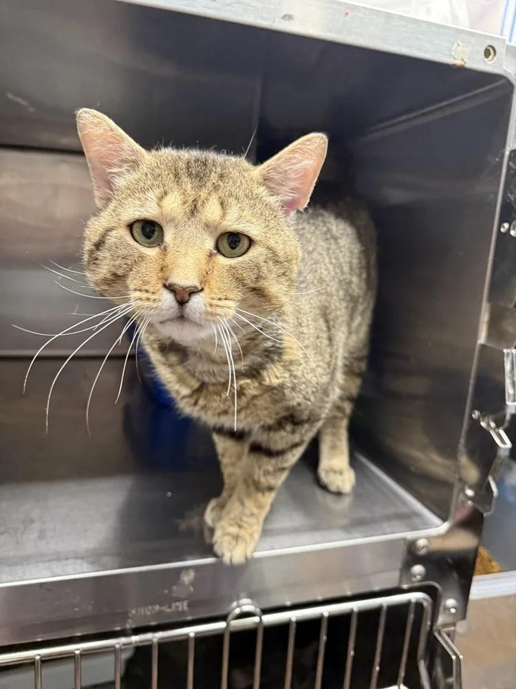 An adult medium-sized male Tabby (Brown / Chocolate) Domestic Short Hair cat named Uthred for adoption in West Mifflin, PA